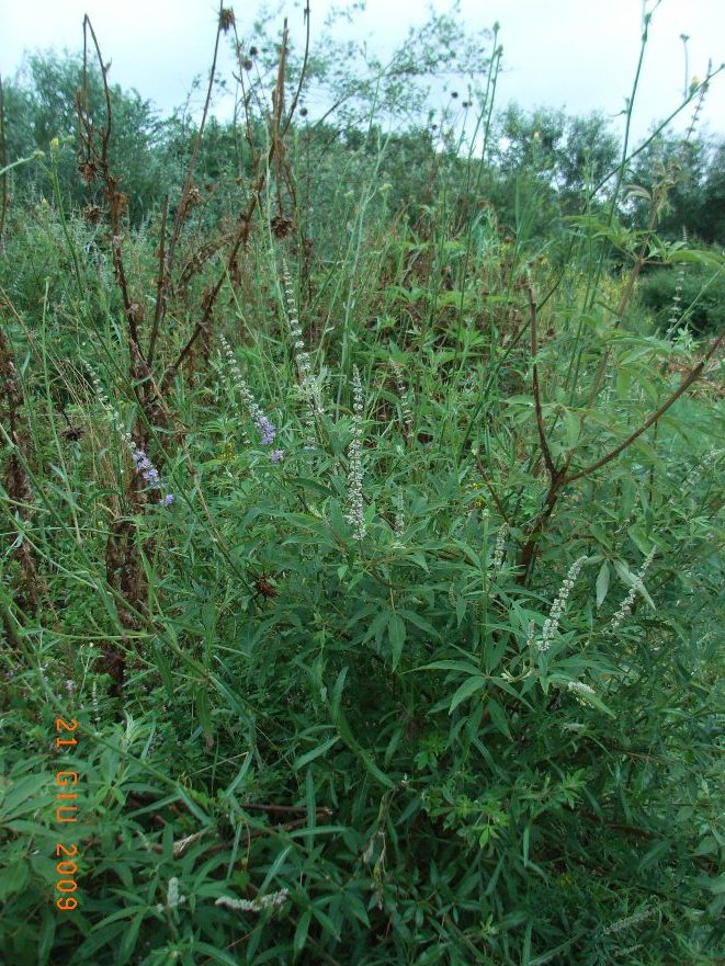 Vitex agnus-castus / Agnocasto